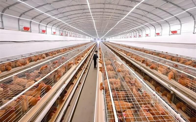 LED燈帶在蛋雞養殖中的應用：提升效率與節能的雙重優勢